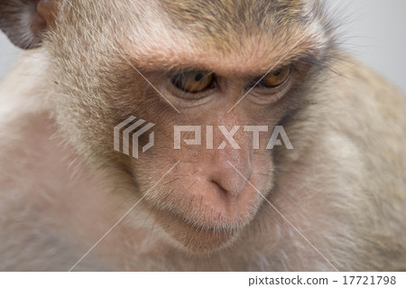 Monkey's portrait 17721798