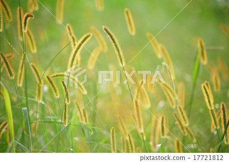 Setaria viridis Setaria viridis 17721812