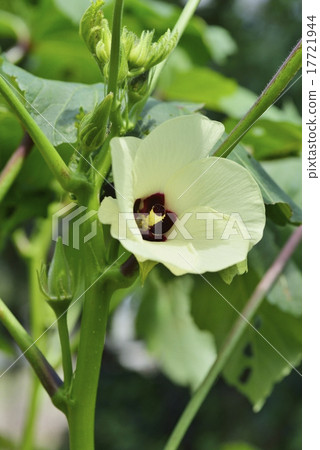 Okra flower (light yellow) and fruit 17721944