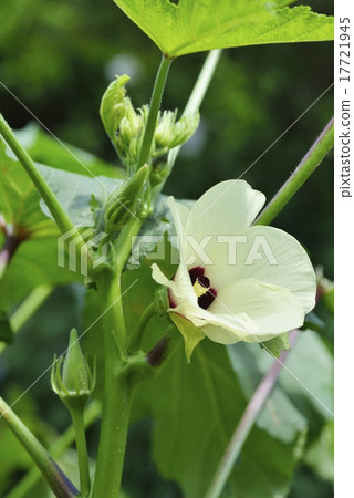 Okra flower (light yellow) and fruit 17721945