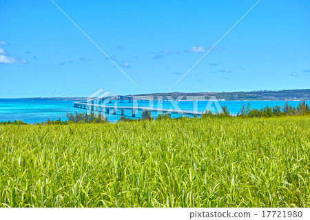 甘蔗田和Irabe Ohashi 17721980