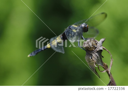 Shiokaratombo (female) Shiokaratombo (female) 17722336
