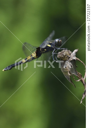 Shiokaratombo (female) 17722337