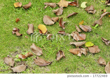 Deciduous leaves (lotus root) 17722469