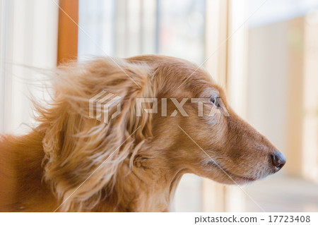 Profile of Dachshund Hunt Profile of Dachshund Hunt 17723408