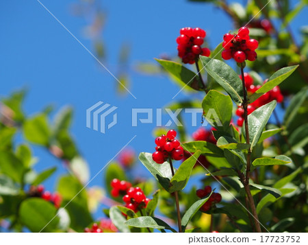 蜂蜜cuckle紅色果子和藍天 17723752