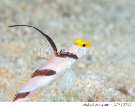 black ray goby striped