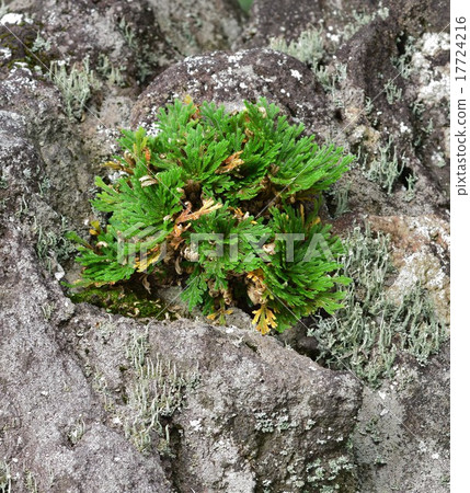Iwakiba Iwakiba 17724216