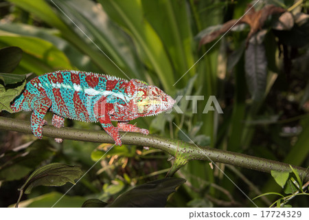 madagascar chamaleon on a tree background 17724329