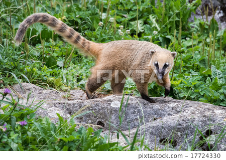 Coati Nasua nasua Racoon portrait 17724330