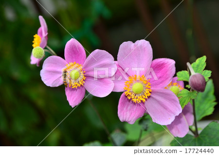 Shumayigiku Shumayigiku 17724440