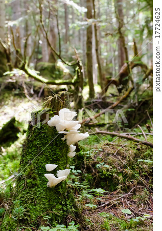 Mori Kokke mushroom forest moss mushroom 17724625