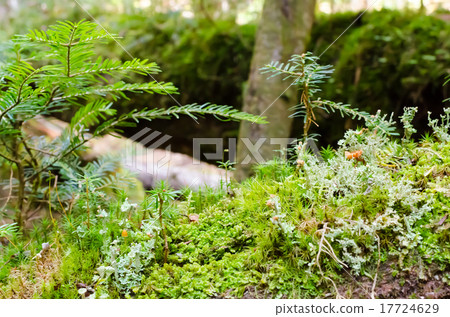 森Kokke蘑菇森林青苔蘑菇 17724629