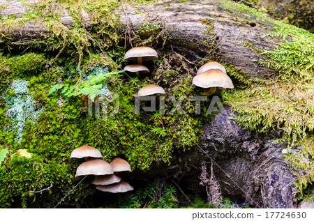 森Kokke蘑菇森林青苔蘑菇 森Kokke蘑菇森林青苔蘑菇 17724630