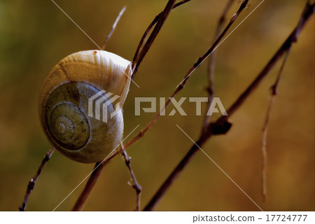 in the bush in the bush 17724777