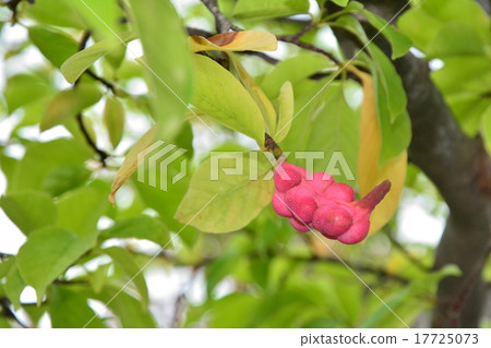 拳頭 拳頭 17725073