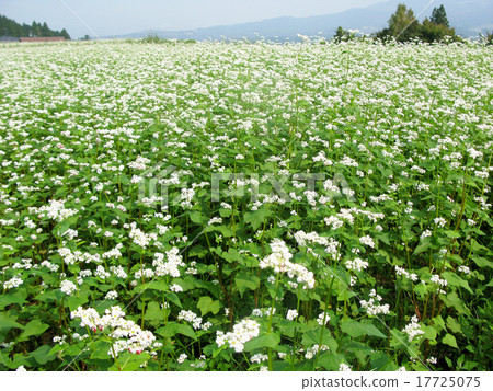蕎麥花園 17725075