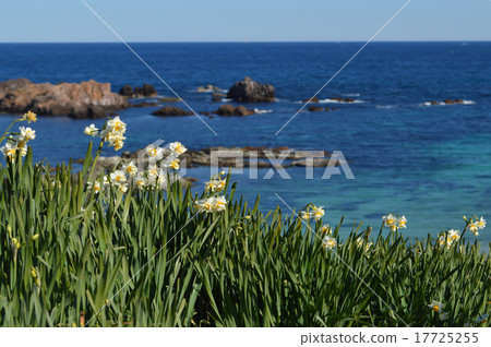 Narcissus and sea Narcissus and sea 17725255