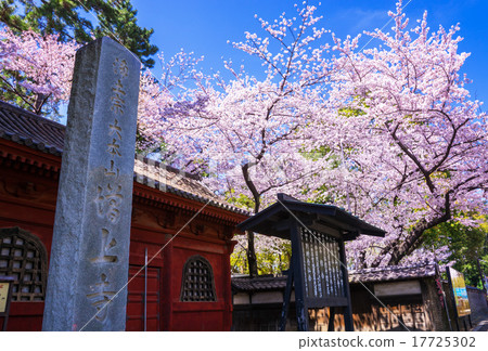 Cherry tree at Zojoji 17725302