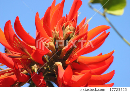 Irishi blooms Dish 17725523