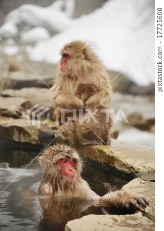 Year year material Monkey image Year year material Monkey image 17725600
