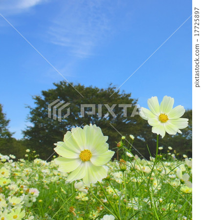Showa Memorial Park Cosmos Festival 17725897