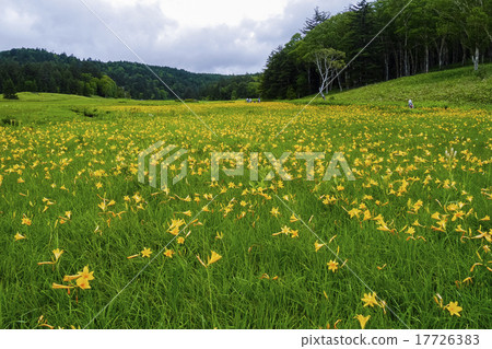 Okase Oi River Marshland Nikko Kishge Okase Oi River Marshland Nikko Kishge 17726383