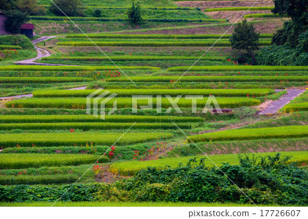 Rice terraces Rice terraces 17726607