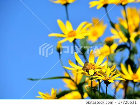 開花往藍天的黃色開花的菊花 17726631