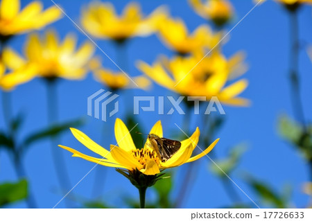 開花往藍天的黃色開花的菊花 17726633