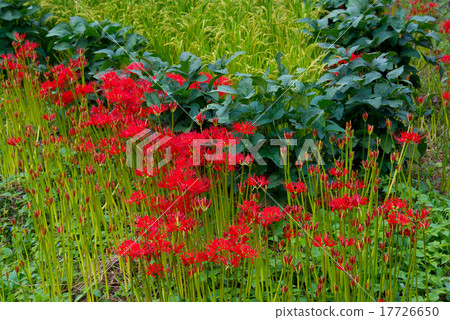 Cluster amaryllis Cluster amaryllis 17726650