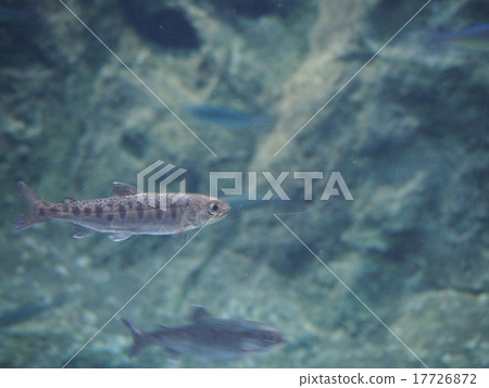 在千歲河的魚 在千歲河的魚 17726872