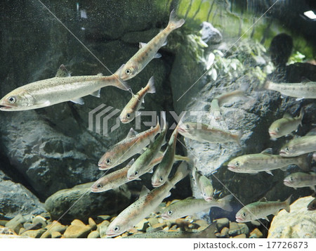 一群魚 一群魚 17726873