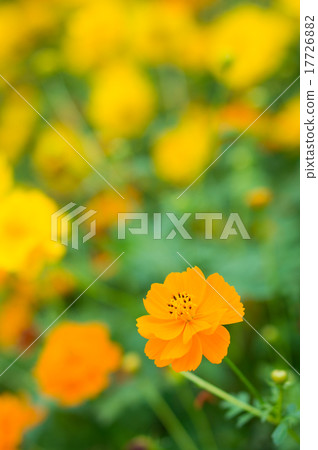 Kivanacosmos (Road Orange) 17726882