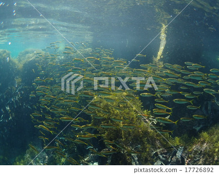 Maazi of Echizen 17726892