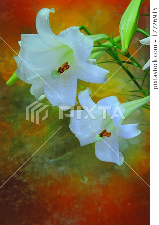 花百合。 花百合。 17726915