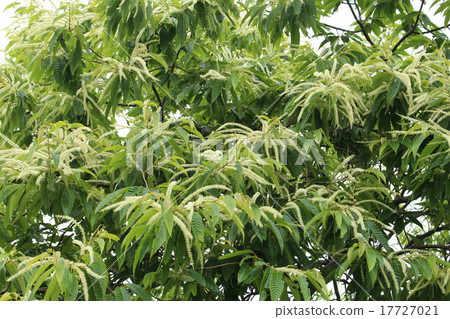 Chestnut Tree Chestnut Tree 17727021