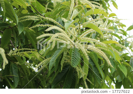 Chestnut Tree 17727022