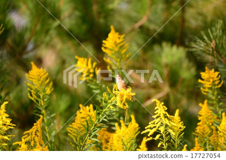 Seiitokawadassi Saw and Scallion 3 17727054