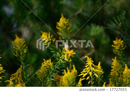 Seiitakahawadanichi and Kashiradaka 4 17727055