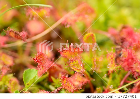 威爾士洋蔥 17727401