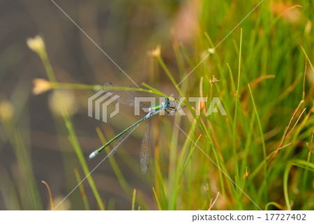 Ao Ititombo 17727402