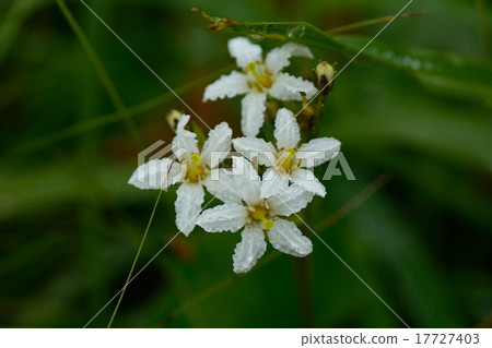 岩手銀杏花 17727403