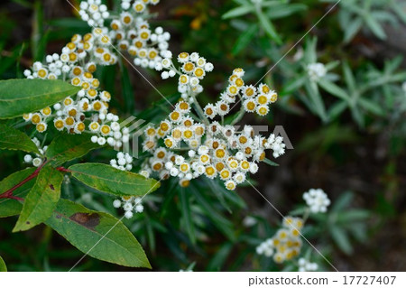 Yamaha hako flowers 17727407