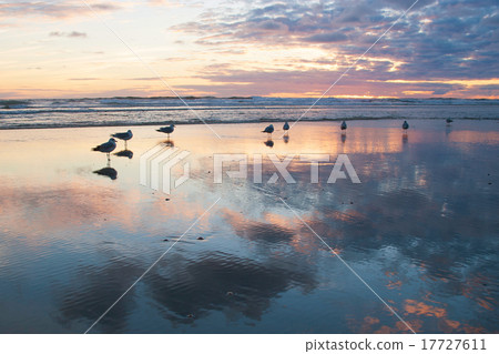 A group of seagulls standing on the beach American West Coast A group of seagulls standing on the beach American West Coast 17727611