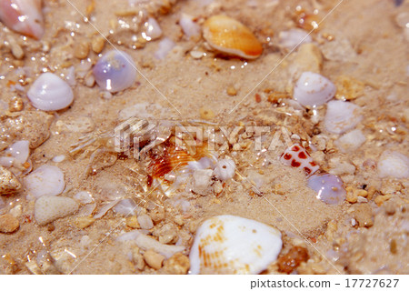 Horny crab (Tsunagari) Miyakojima 17727627