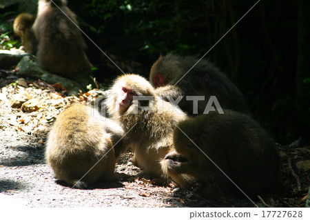 Monkey of Japanese monkey Yakushima 17727628