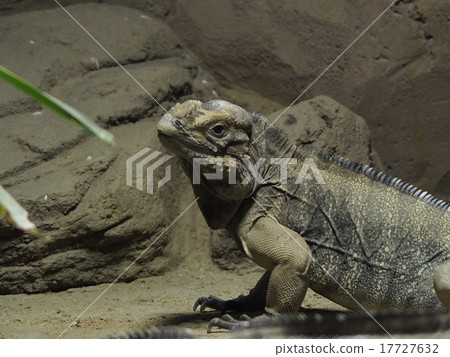 iguana 17727632