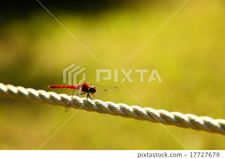 紅蜻蜓 紅蜻蜓 17727679