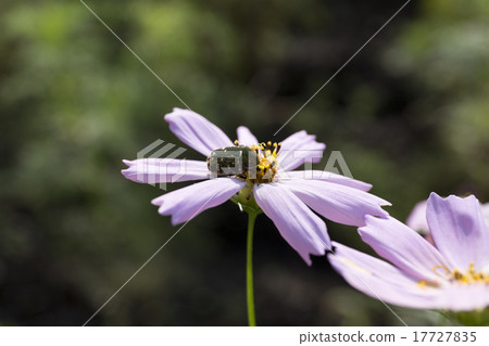Hanamuguri and cosmos September Hanamuguri and cosmos September 17727835